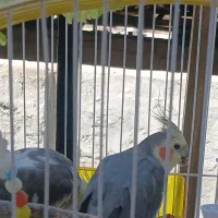 عروس هلندی