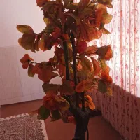 گل درختی