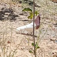 کبوتر کله سرخ