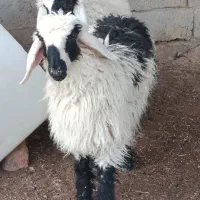 دو عدد بره ماده چاق چلبک مخصوص گشتن یا نگه داشتن