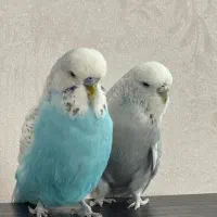 مرغ عشق انگلیسی