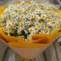 گل زیبا بابونه