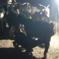فروش ۶ راس بز ترکی کهره دار