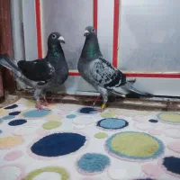 جفت نرماده وچند تا ماده مسافتی