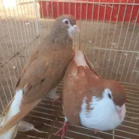کبوتر|پرنده|زبرخان, |دیوار