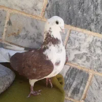 یه جفت کبوتر ساعت سنگین