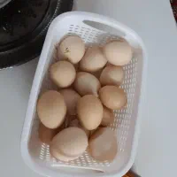 تخم مرغ برهما