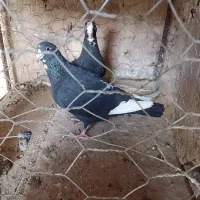 کفتر|پرنده|گلباف, |دیوار