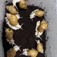 حلزون طبی درمانی تخم گذار