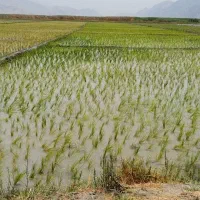 برنج ممسنی محلی به شرط