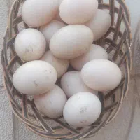 تخم نطفه دار سیکا (اردک مسکویی)