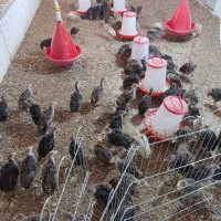 جوجه بوغلمو محلی دونه 300