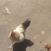 خروس ومرغ