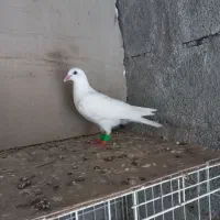 کبوتر سفید پلاکی جوجه و ماده بزرگ