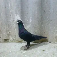 ماده زاغ کرمانی