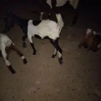 تیشتر ماده با کهره ماده