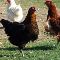 مرغ محلی تخمگذار