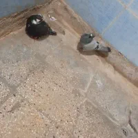 کفتر سوسکی و سبز