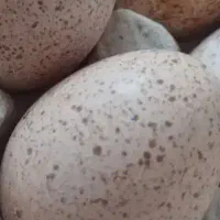 تخم بوقلمون نطفه دار.