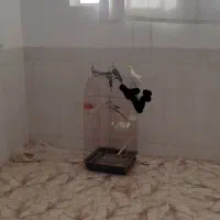 فروش عروس با معاوضه