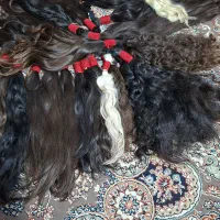 مرکز اصلی و بدون واسطه موهاتونو میلیونی بفروشید