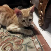 واگذاری ۲ گربه ملوس