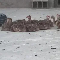 جوجه شتر مرغ