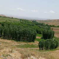 ۲۰۰هکتار گندم دارم برای درو کمباین کاهکوب