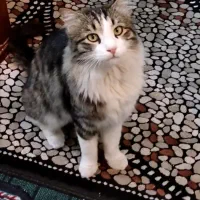 گربه domestic Longhair