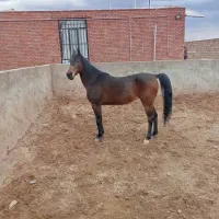 ماد یان