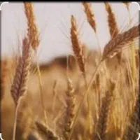بذر،گندم اوکراینی مناسب ترین،نوع بذر برای کشت دیم