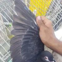 کفتر شهری چپ