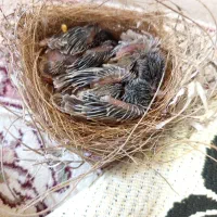 عروس هولندی