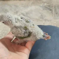 گرینچیک و عروس هلندی