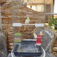 عروس هلندی