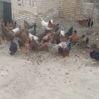 مرغ
