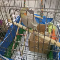 عروس هلندی