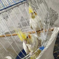 فروش عروس هلندی