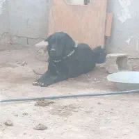 سگ نر درشت سروکله داری
