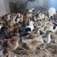 جوجه گلپایگان  دو هفته ای عمده و خرده