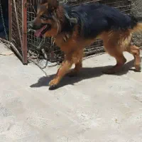 سگ ژرمن معامله