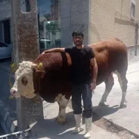 سلاخی و ذبح گوسفند و گوساله
