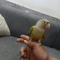 گرینچیک|پرنده|مشهد, انصار|دیوار