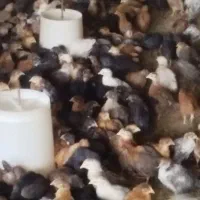 جوجه جهادی