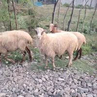 گوسفند جوان چاق و چله حدود ۴۰ کیلویی بز