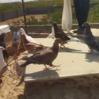 کفتر