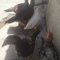 جوجه محلی