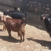 بز چاق و ساورین