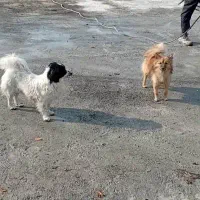 پاکوتاه