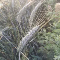 گندم تریتیکاله
